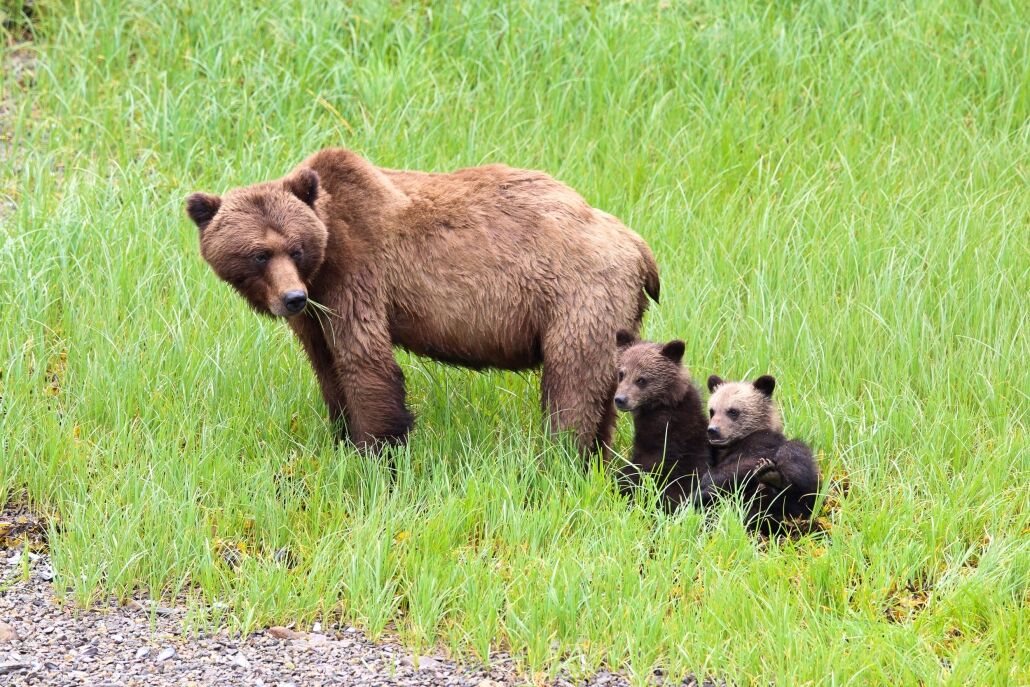 UPDATED: Grizzly bear family has returned to Heritage City - The Nelson  Daily